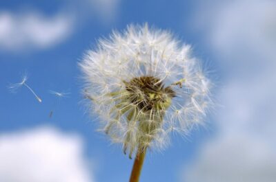 dandelion-g283a405e0_1280-980×639